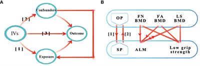 Osteoporosis and sarcopenia-related traits: A bi-directional Mendelian randomization study